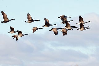 What 62 Geese Taught Me About Time (It’s Not What You Think)