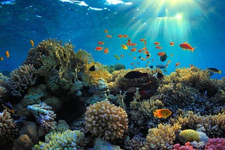 Dynamic Agile Ecosystems: How Coral Reefs Showcase Effective Project Management Strategies