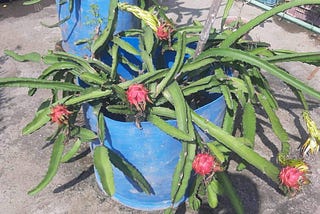 Meet My Friend: The Dragon Fruit Tree