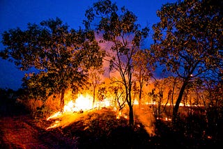 Revealed: fires three times more common in Amazon beef farming zones