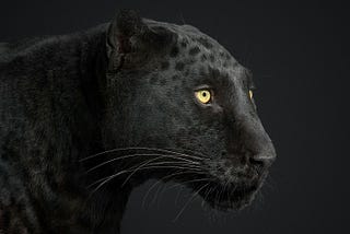 Randal Ford’s Gear for Creating Striking Portraits of the Animal Kingdom