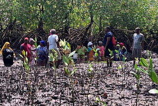 Solid World & Vlinder Restore Mangroves in Kenya, Protecting and Enriching Communities