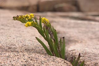 A yellow-flowering plant grows in the crack of a large rock.
