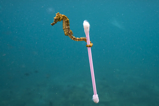 The Seahorse Who Read Ad Age Weekly