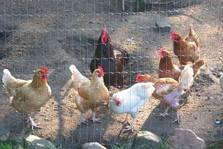 Chickens in a sad-looking enclosure. One chicken is missing a bunch of feathers.