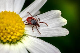 In Defense of Ticks