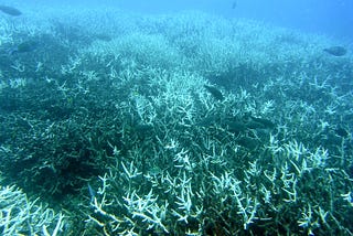 Coral Bleaching and its Impact on the Great Barrier Reef