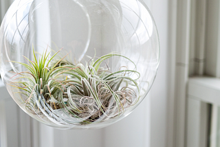 I Am Your Air Plant