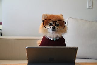 Pomeranian dog wearing a top and glasses hard at work on a laptop