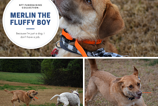 Merlin the Fluffy Boy: an NFT Fundraising Adventure