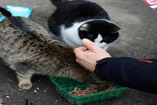 What food is best for feeding stray cats?