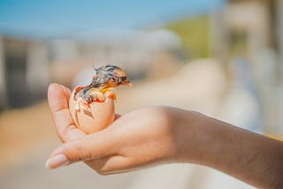 hatching chicken in hand by Photo by <a href=”https://unsplash.com/@syafi?utm_source=unsplash&utm_medium=referral&utm_content=creditCopyText">Muhammad Syafi Al — adam</a> on <a href=”https://unsplash.com/s/photos/chicks-hatching?utm_source=unsplash&utm_medium=referral&utm_content=creditCopyText">Unsplash</a>