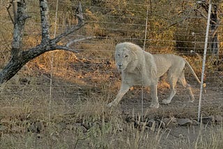 Did you know that lions are also hunted?