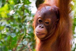 Are Halloween Treats Playing a Trick on Great Apes?