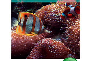 Tropical Fish Care Guide: Creating a Healthy and Vibrant Underwater Ecosystem