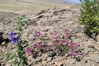 The Best Flowers For Mother’s Day Are Wild Ones