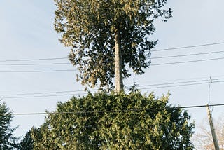 Leaves, Limbs, and Liability