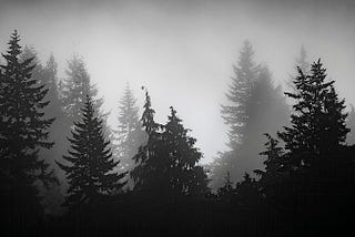 Black and white image of dark, foggy forest