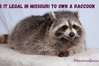 Is it legal in Missouri to own a raccoon?