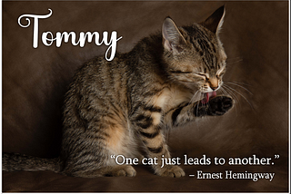 My Life With Cats — Tommy