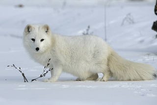 Arctic Foxes: Masters of the Arctic