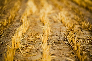 Turning Agricultural Waste into a Cornerstone of Sustainable Prosperity