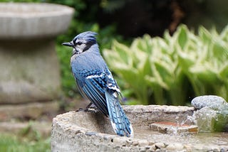 Blue Jay