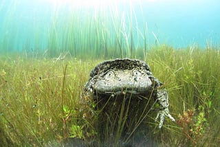 Saving A Giant Frog on the Verge of Extinction
