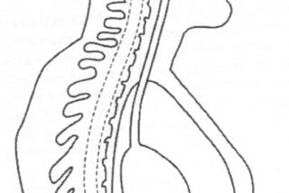 Quick recap: Resistance exercise, the Valsalva maneuver, and cerebrovascular transmural pressure.