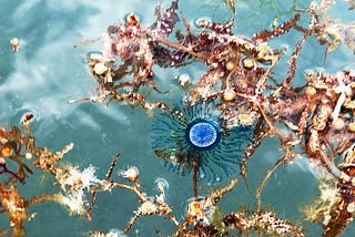 A Blue Button Porpita floating amongst the kelp in Loreto, BCS, Mexico (photo credit: me)