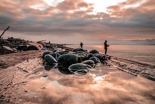 The Salmon Fishing Current blog: summer and fall 2026 edition