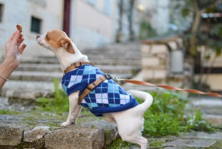 A pesquisa de experiência de usuário com gateiros e cachorreiros