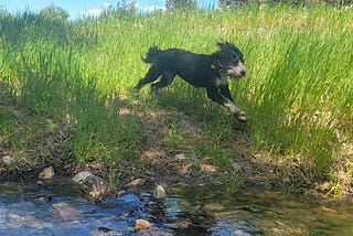 Water Dogs
