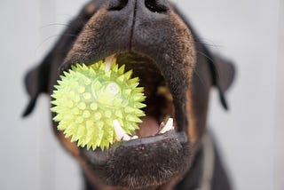 Boredom Busters For Your Dog