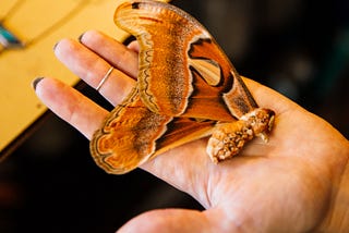 Livestreamed: How Katie Evans Preserves Natural Beauty Through Her Handmade Jewelry