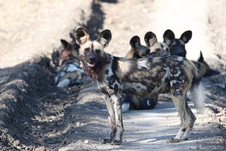 Where the Wild Dogs Play – 16th May 2021