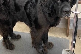 Huge Newfoundland dog on a scale