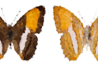 Butterflies