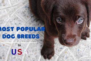 15 Most Popular Dog Breeds in USA in 2024