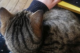 Close-up of a fluffy tabby cat sitting on someone’s lap and leaning on their arm as the person tries to type on a keyboard