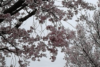Meeting Cherry Blossoms In Central Japan