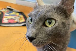 The Birth of BobaCat: How a Tweet Sparked a New Meme Token