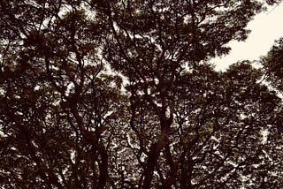 Photo of a tree taking from ground level.