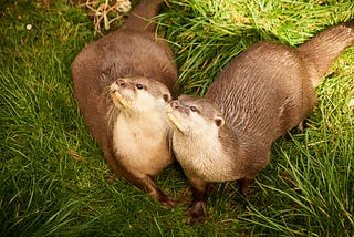 Two otters on the riverbank