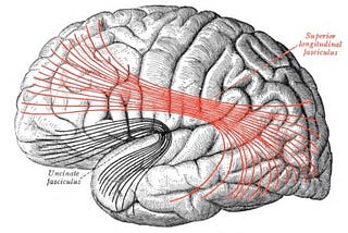 The Brain Science Behind Aging and Forgetting