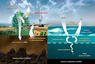 Biochar: hacking the carbon cycle
