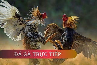 Live: da ga Truc Tiep — Xem da ga , da ga online