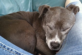 Pet Loss: Guilt and Regret