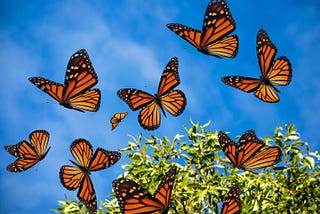 National Learn About Butterfly Day