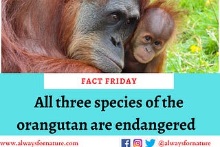 Fact: All species of the orangutan are endangered